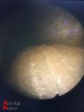 Olympus A4674A 30° Cystoscope